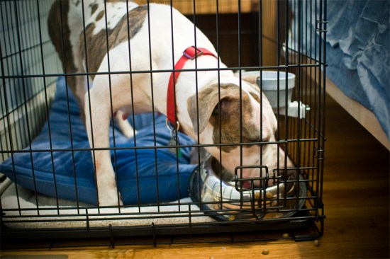 lollie in crate