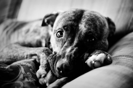 Stevie Wonder-110703-141 bw