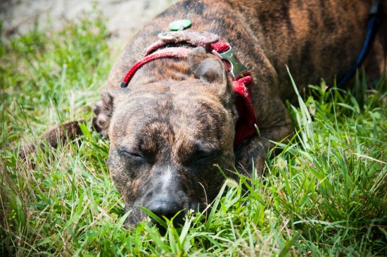 Stevie Wonder-110704-156