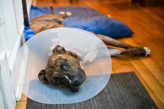 Stevie Wonder-110706-25