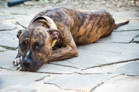 Stevie Wonder-110711-9