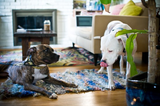 Stevie Wonder-110729-14