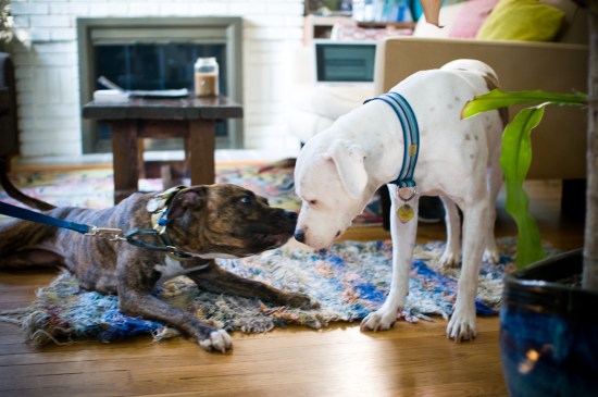 Stevie Wonder-110729-15