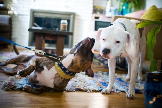 Stevie Wonder-110729-17