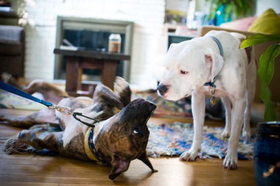 Stevie Wonder-110729-18