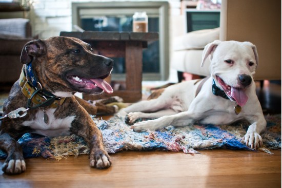 Stevie Wonder-110729-4