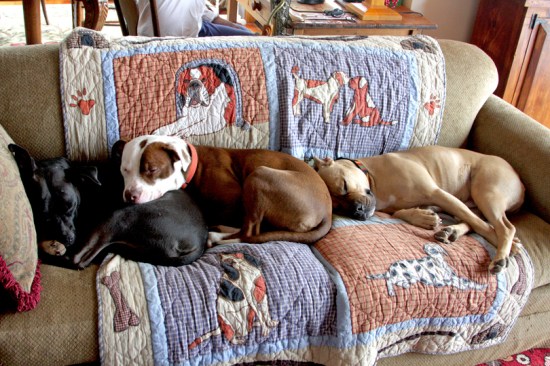 Bailey Humphrey and Happy for blog