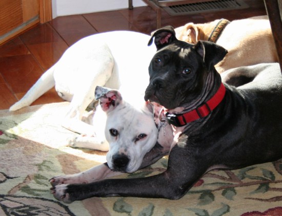 bailey recovering from mange and freckles