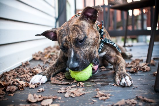 Stevie update-111023-11