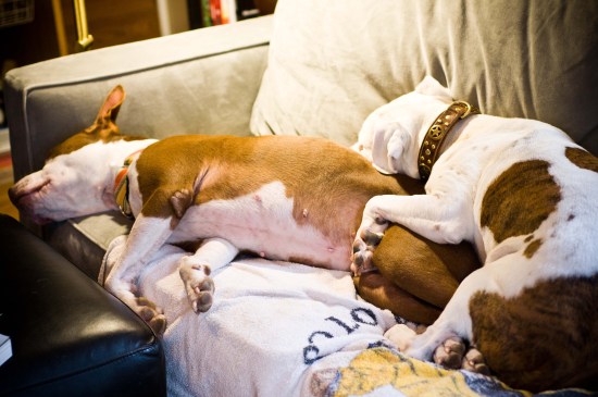 Snickerdoodle-120218-21