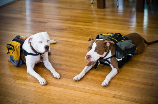 Chickerdoodle-120920-1