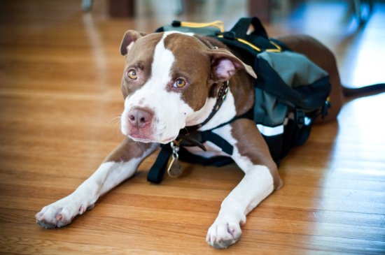 Chickerdoodle-120920-10