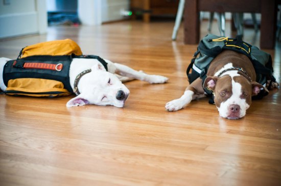 Chickerdoodle-120920-14