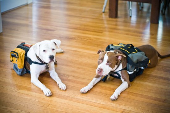 Chickerdoodle-120920-5