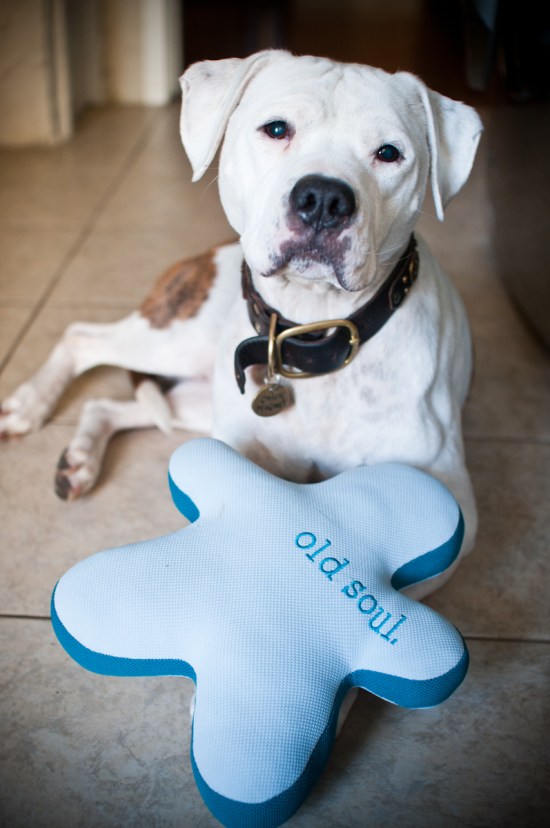 Chickerdoodle-121220-35