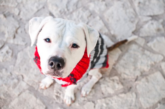 Chickerdoodle-130214-48