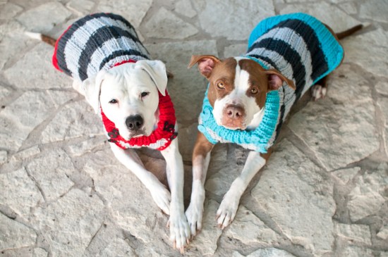 Chickerdoodle-130214-8