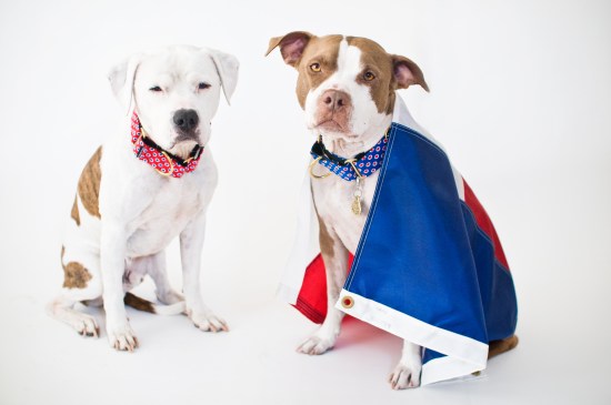 Chickerdoodle- Lonestar collar 13