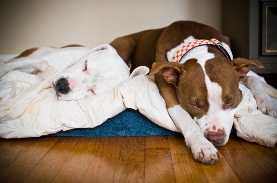 Snickerdoodle-120202-14