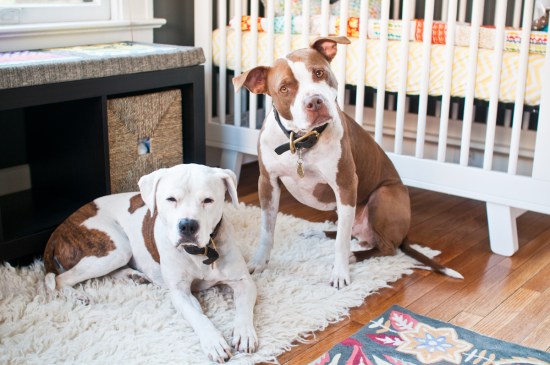 Chickerdoodle-130313-34