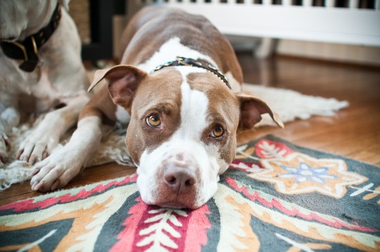 Chickerdoodle-130313-35