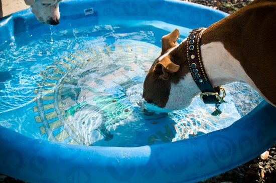 Chickerdoodle-130318-22