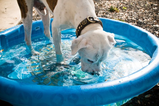 Chickerdoodle-130318-27