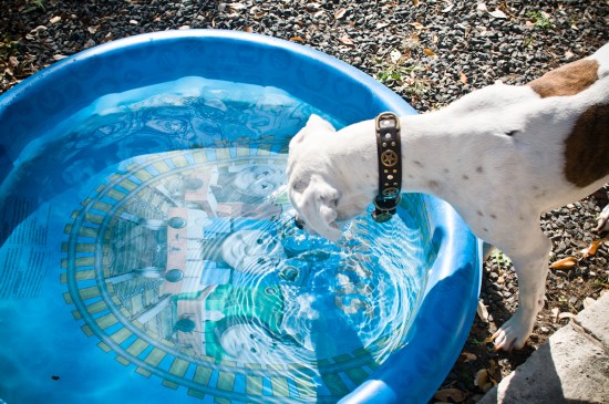 Chickerdoodle-130318-3