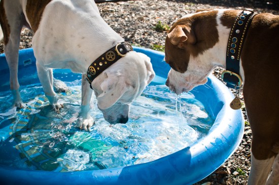 Chickerdoodle-130318-30