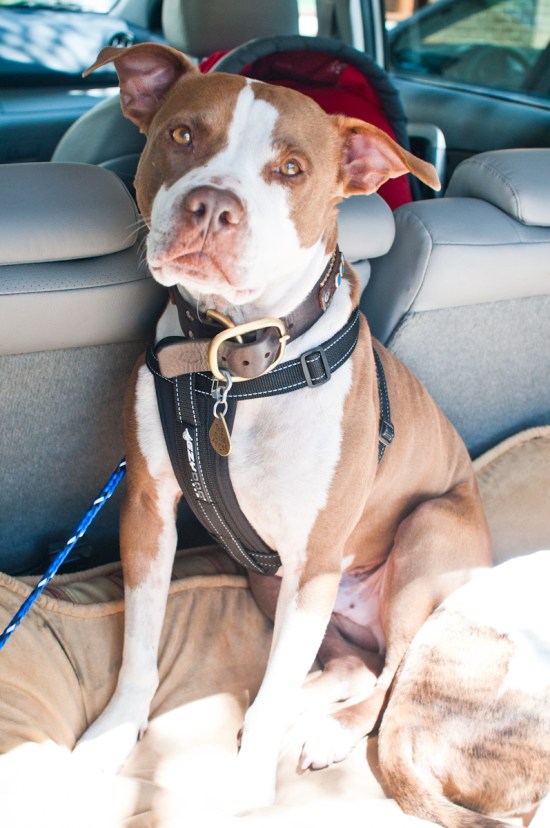 Chickerdoodle-130320-14