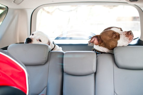 Chickerdoodle-130320-2