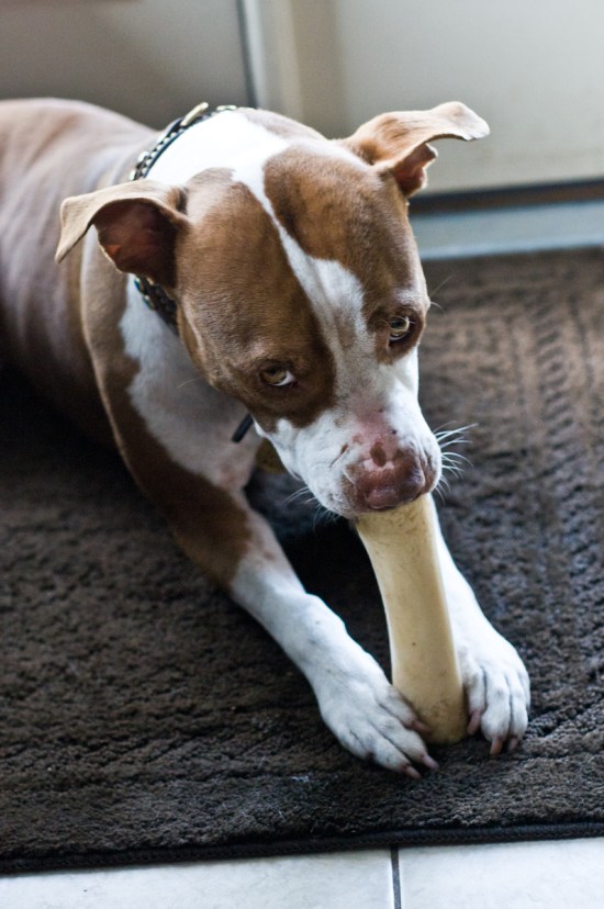 Chickerdoodle-130322-11