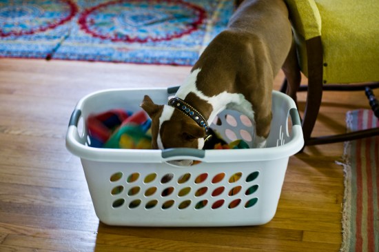 Chickerdoodle-130517-2