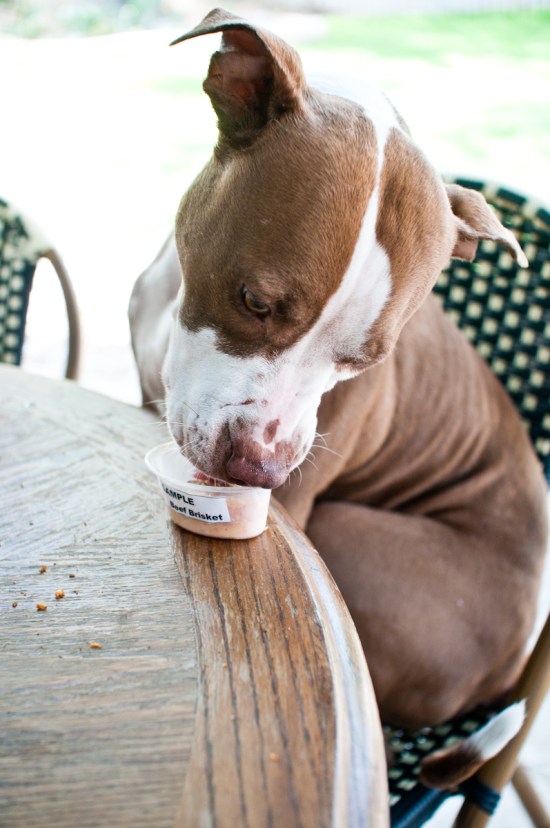 Chickerdoodle-130522-16