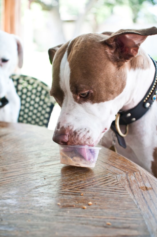 Chickerdoodle-130522-20