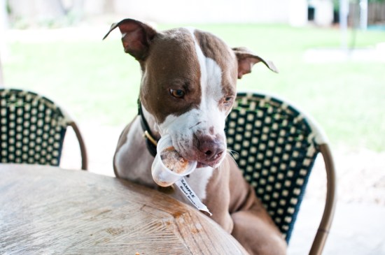 Chickerdoodle-130522-41