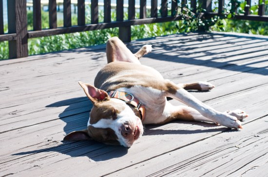 Evangeline-131130-61